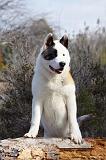 AKITA AMERICAIN 326